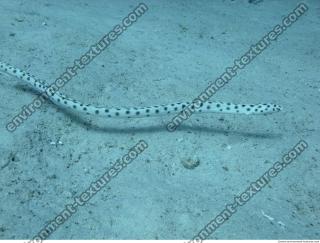 Spotted Snake Eel Ophichthidae 5